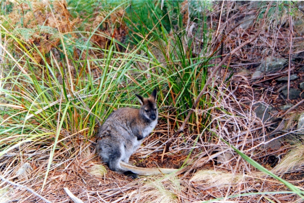 Zdjęcie z Australii - Mlody wallaby spotkany...