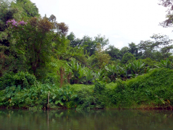 Zdjęcie z Tajlandii - Brzegi rzeki Sok River