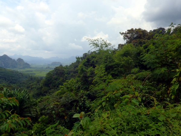 Zdjęcie z Tajlandii - Dzungla Khao Sok