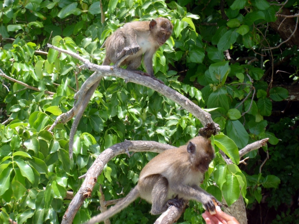 Zdjęcie z Tajlandii - Makaki na Monkey Beach