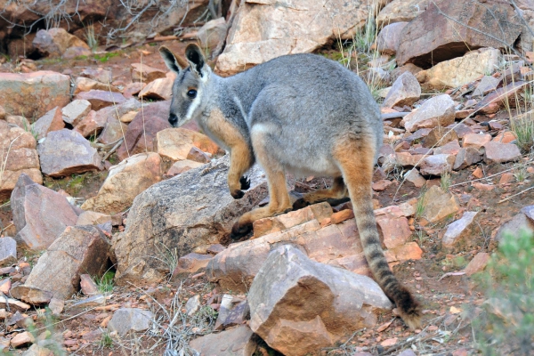 Zdjęcie z Australii - Walabia skalna w Wilpena 