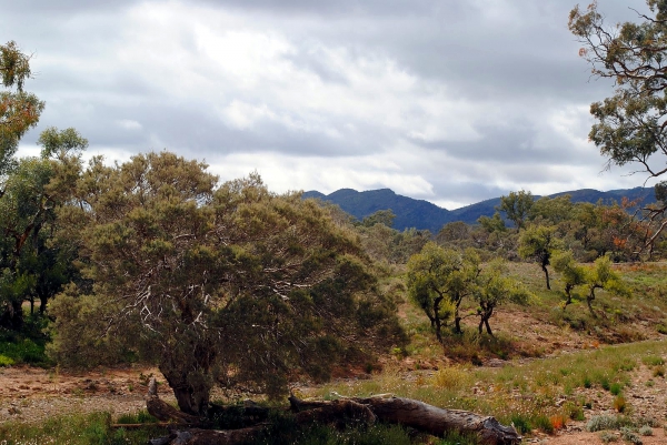 Zdjęcie z Australii - Gory Flinders Ranges