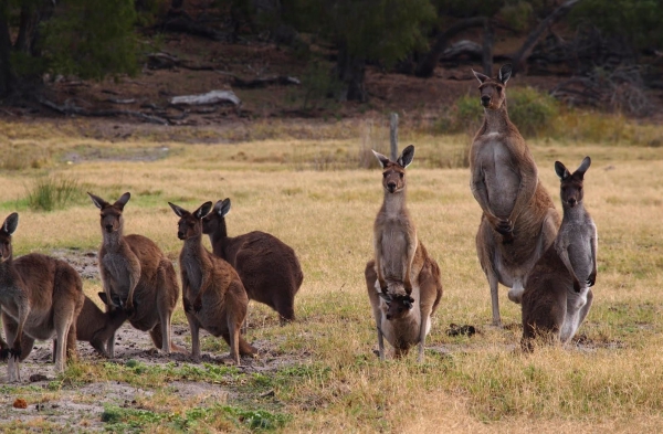 Zdjęcie z Australii - Stado kangurow olbrzymich