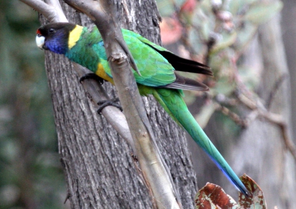 Zdjęcie z Australii - Port Lincoln Parrot