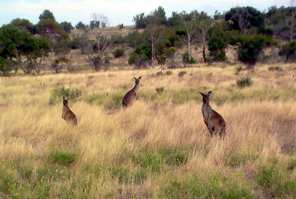 Zdjęcie z Australii - Kangury w Port Lincoln