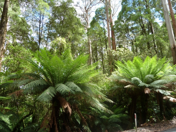 Zdjęcie z Australii - W drodze do Cape Otway