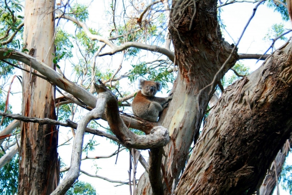 Zdjęcie z Australii - Koala spotkany w drodze