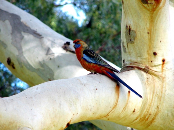 Zdjęcie z Australii - Crimson Rosella