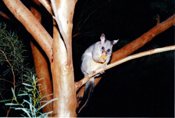 Zdjęcie z Australii - Zaprzyjazniony possum