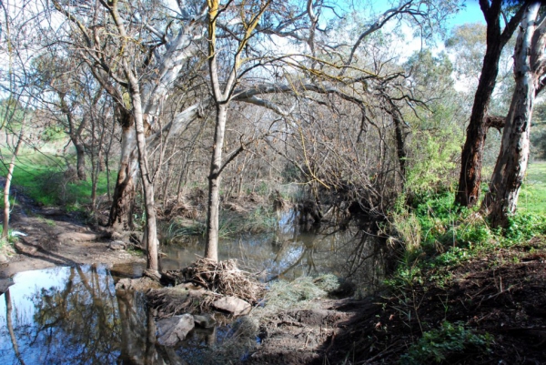 Zdjęcie z Australii - Strumien Field River