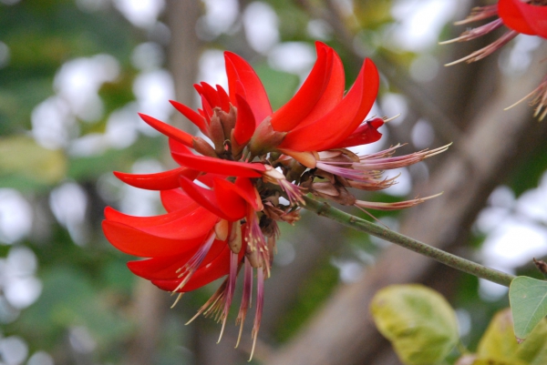 Zdjęcie z Australii - Australijska flora