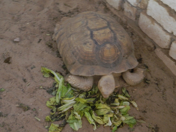 Zdjęcie z Egiptu - żółw