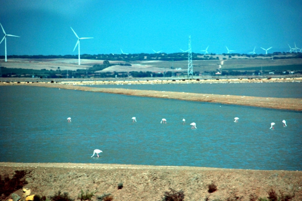 Zdjęcie z Hiszpanii - Flamingi i elektrowniwe