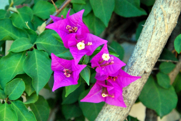 Zdjęcie z Hiszpanii - Srodziemnomorska flora