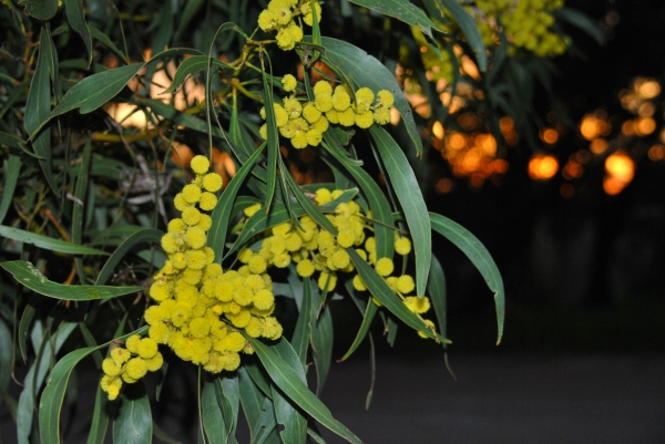 Zdjęcie z Australii - Kwiaty jednej z odmian