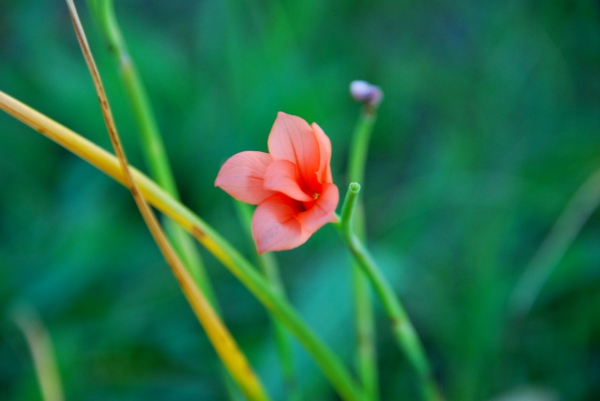 Zdjęcie z Australii - Wiosenny kwiatek