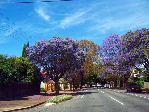 Zdjęcie z Australii - Kwitnace jacarandy