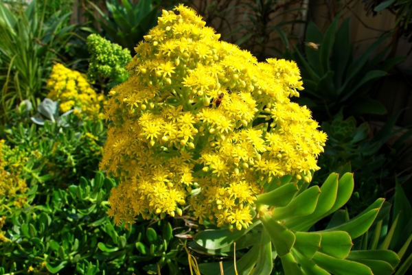 Zdjęcie z Australii - Australijska flora