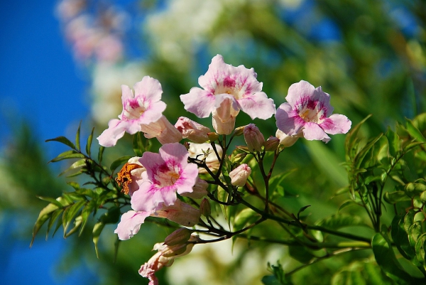 Zdjęcie z Hiszpanii - Srodziemnomorska flora