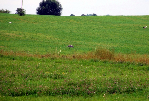 Zdjęcie z Polski - Zuraw w towarzystwie