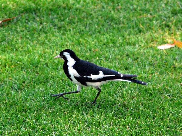 Zdjęcie z Australii - Magpie lard