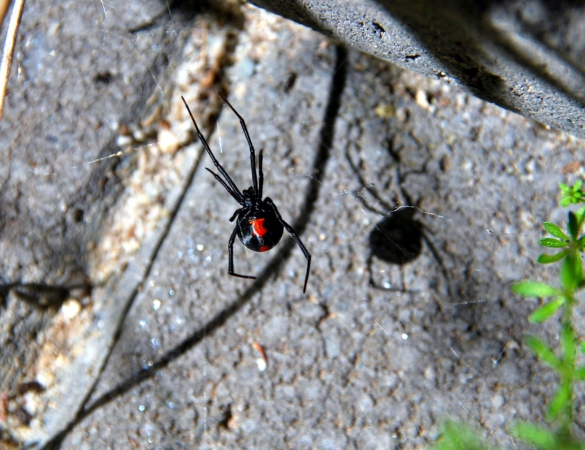 Zdjęcie z Australii - Red back - australijska