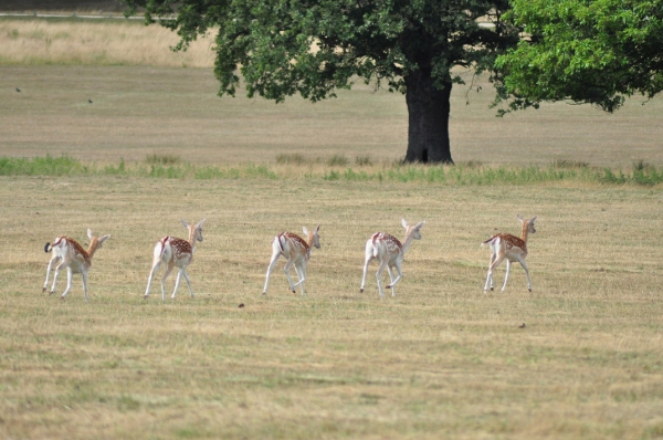 Zdjęcie z Wielkiej Brytanii - Richmond Park