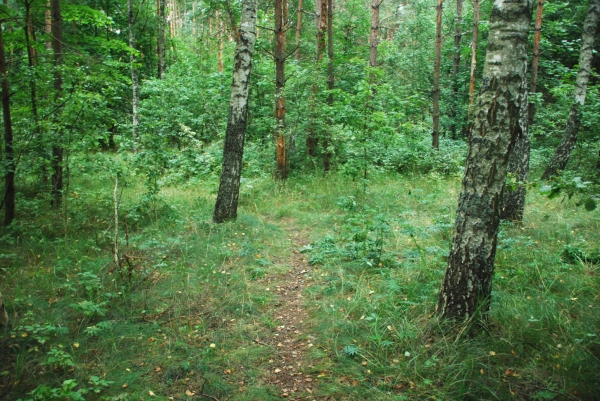 Zdjęcie z Polski - Sciezka przez las