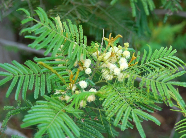 Zdjęcie z Australii - Australijska flora