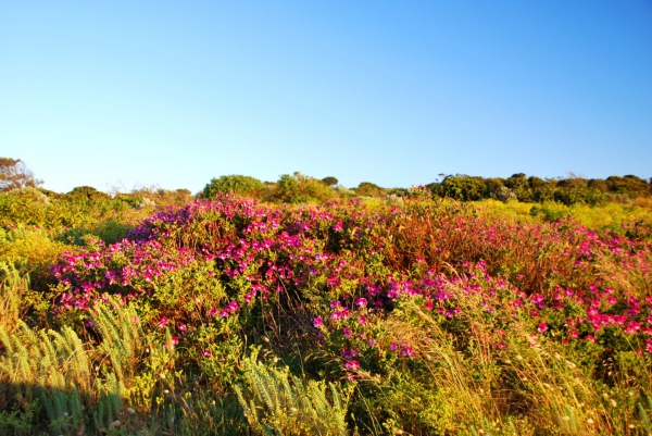 Zdjęcie z Australii - Brzegi laguny Coorong