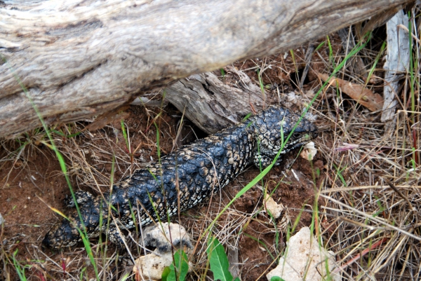 Zdjęcie z Australii - Sleeping lizard