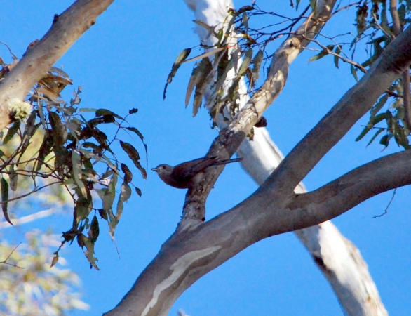 Zdjęcie z Australii - Spiewak na eukaliptusie