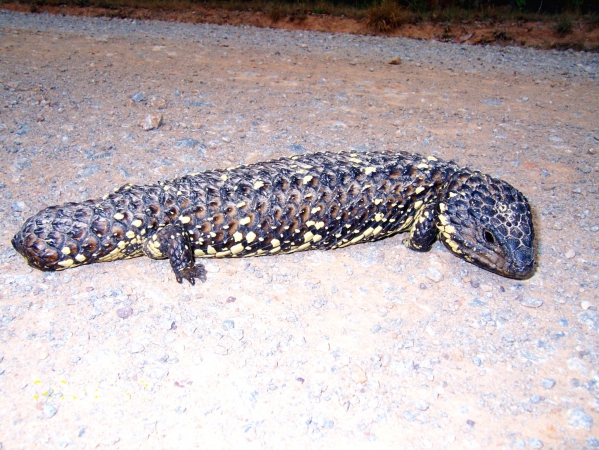 Zdjęcie z Australii - Sleeping lizard