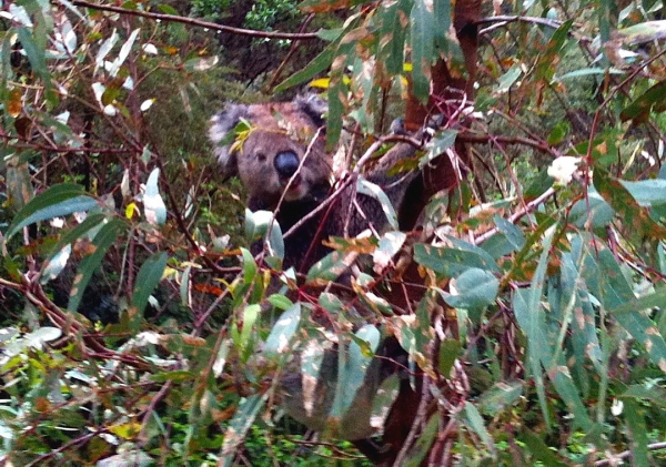 Zdjęcie z Australii - Koala w lesie kolo