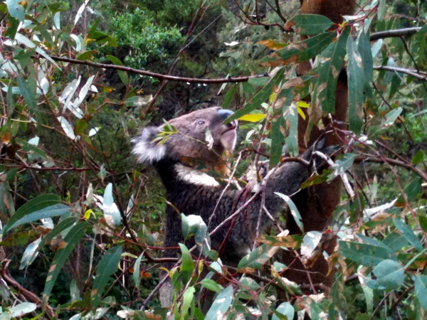 Zdjęcie z Australii - Koala na eukaliptusie