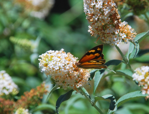 Zdjęcie z Australii - Fauna i flora