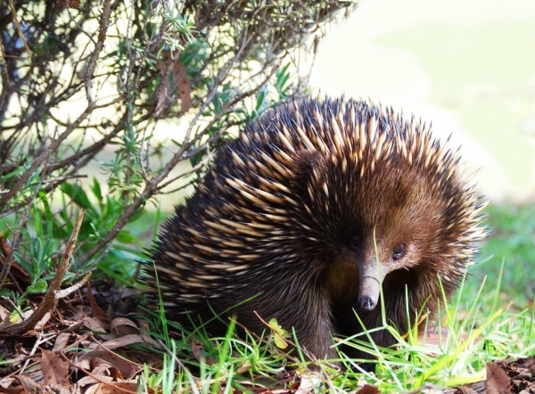 Zdjęcie z Australii - Echidna czyli kolczatka