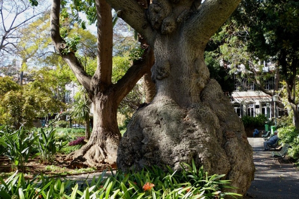 Zdjęcie z Portugalii - Gardin de Sao Laurenco