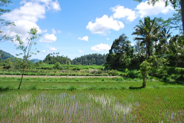 Zdjęcie z Indonezji - Wszedzie rosnie ryz