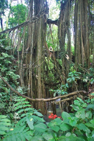 Zdjęcie z Indonezji - Dzungla kolo Ubud