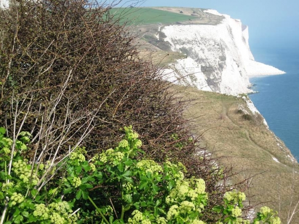 Zdjęcie z Wielkiej Brytanii - Biale klify w Dover