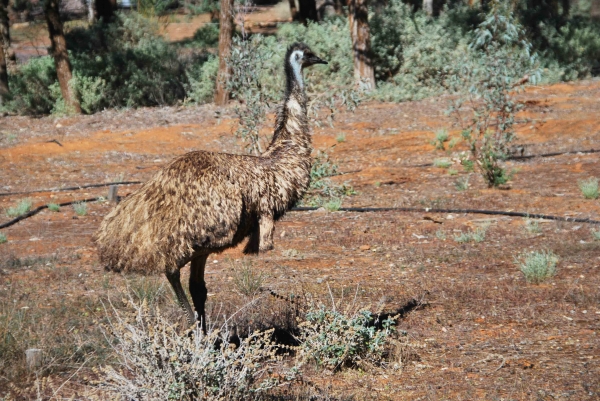 Zdjęcie z Australii - Emu przy parkingu