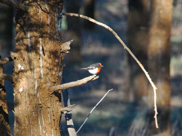 Zdjęcie z Australii - Red-capped robin