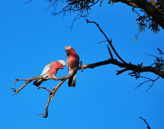 Zdjęcie z Australii - Galah - kakadu rozowe