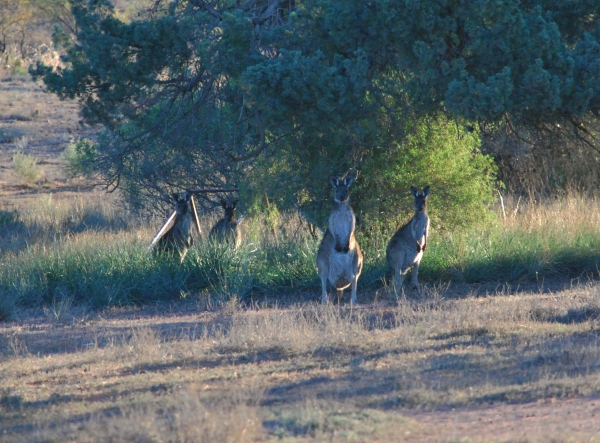 Zdjęcie z Australii - Kangury olbrzymie