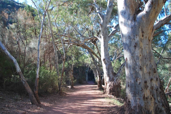 Zdjęcie z Australii - Szlak Wangara - Wilpena