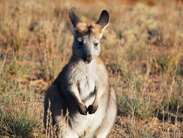 Zdjęcie z Australii - Wallaroo - maly