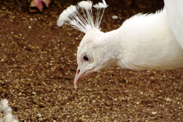 Zdjęcie z Hiszpanii - paw albinos