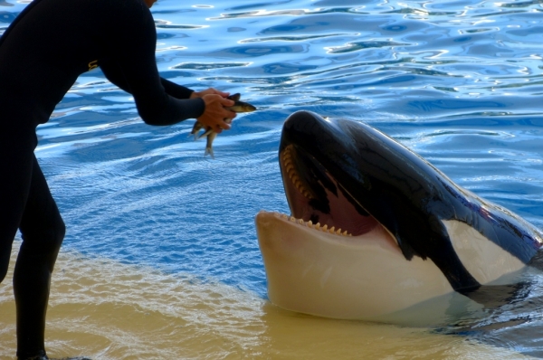 Zdjęcie z Hiszpanii - orca show