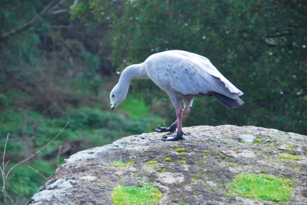 Zdjęcie z Australii - Gęs cape barren goose